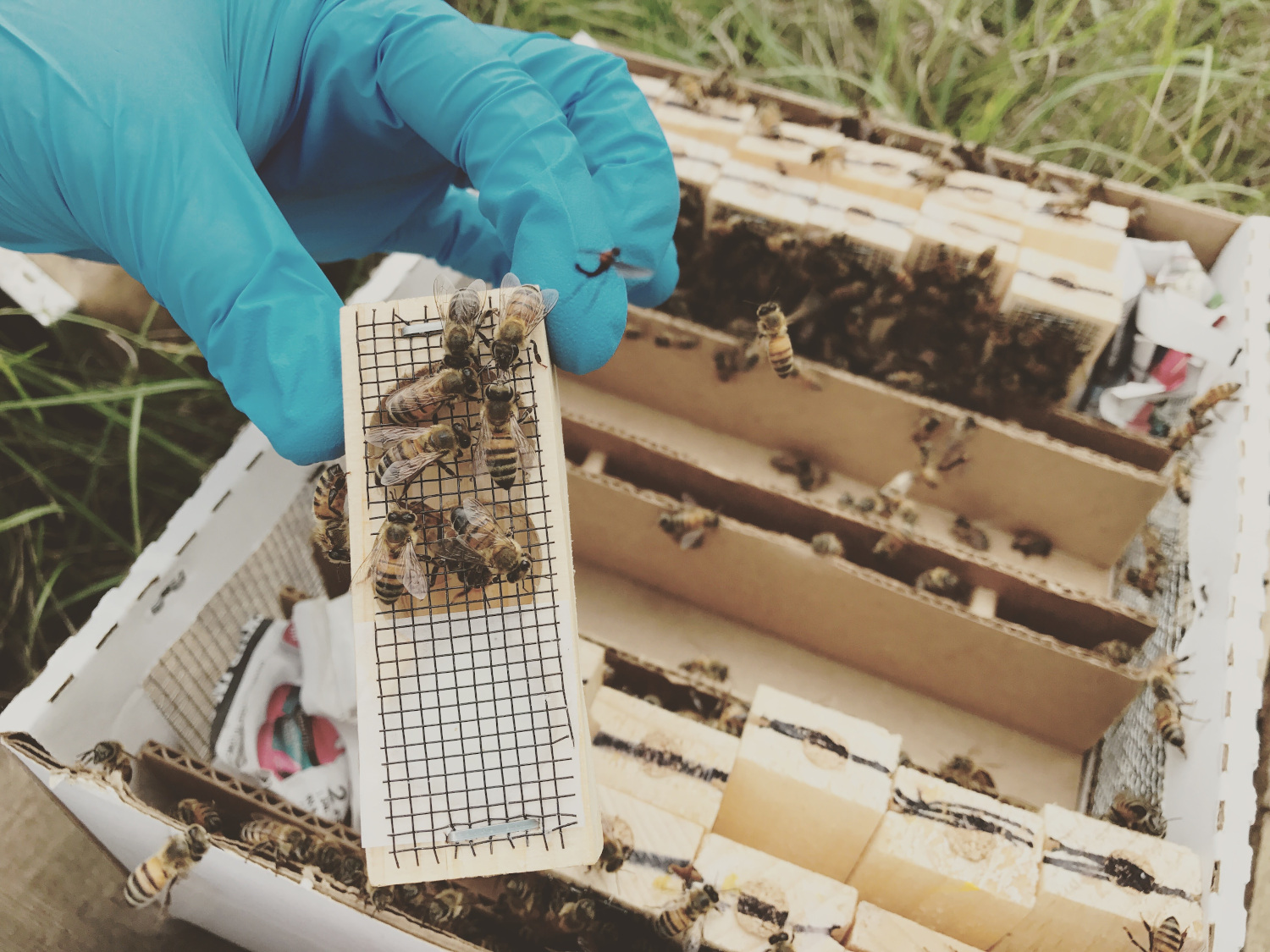 Texas Beekeeping 101